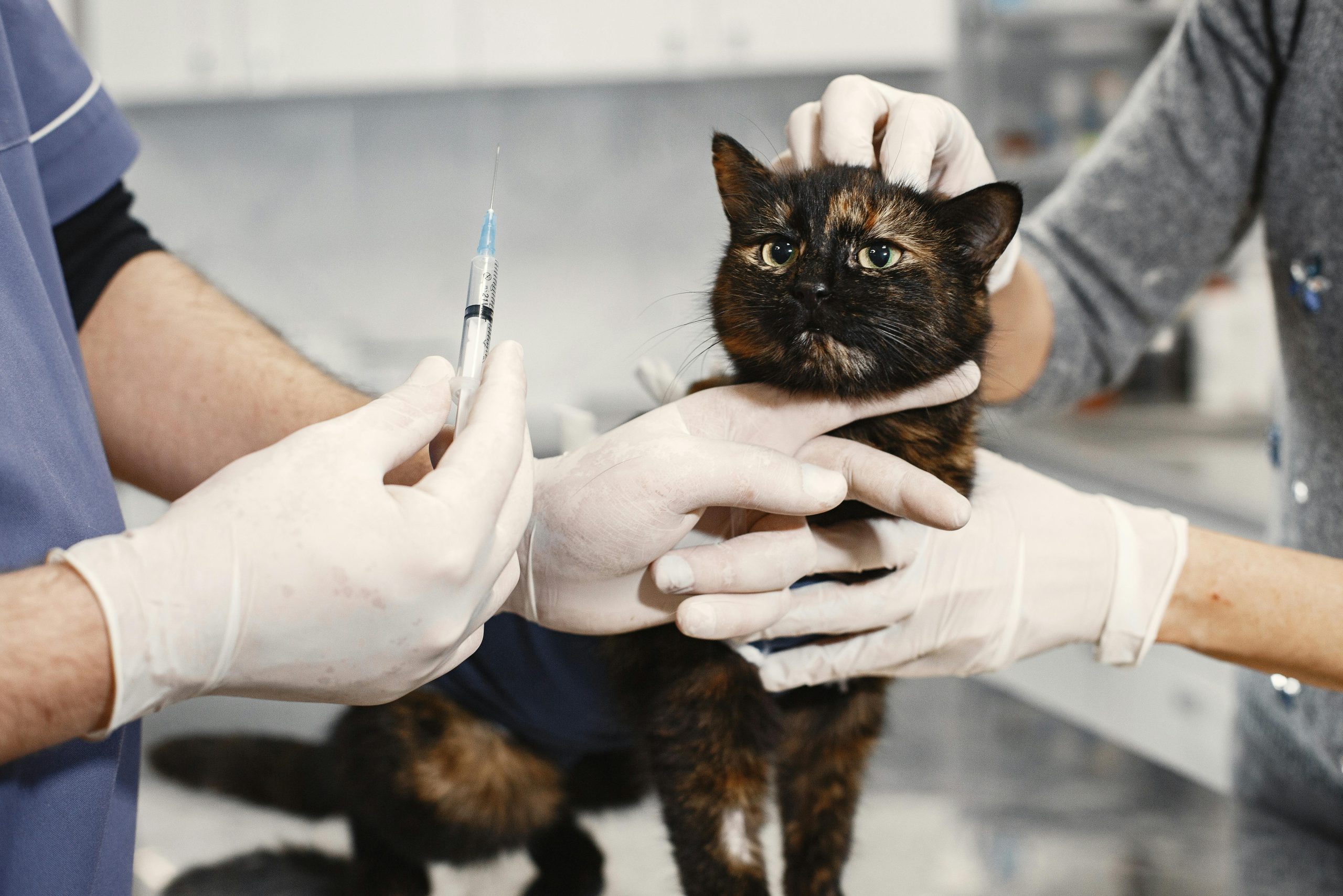 Diabetes in Animals: Causes, Symptoms and Treatment