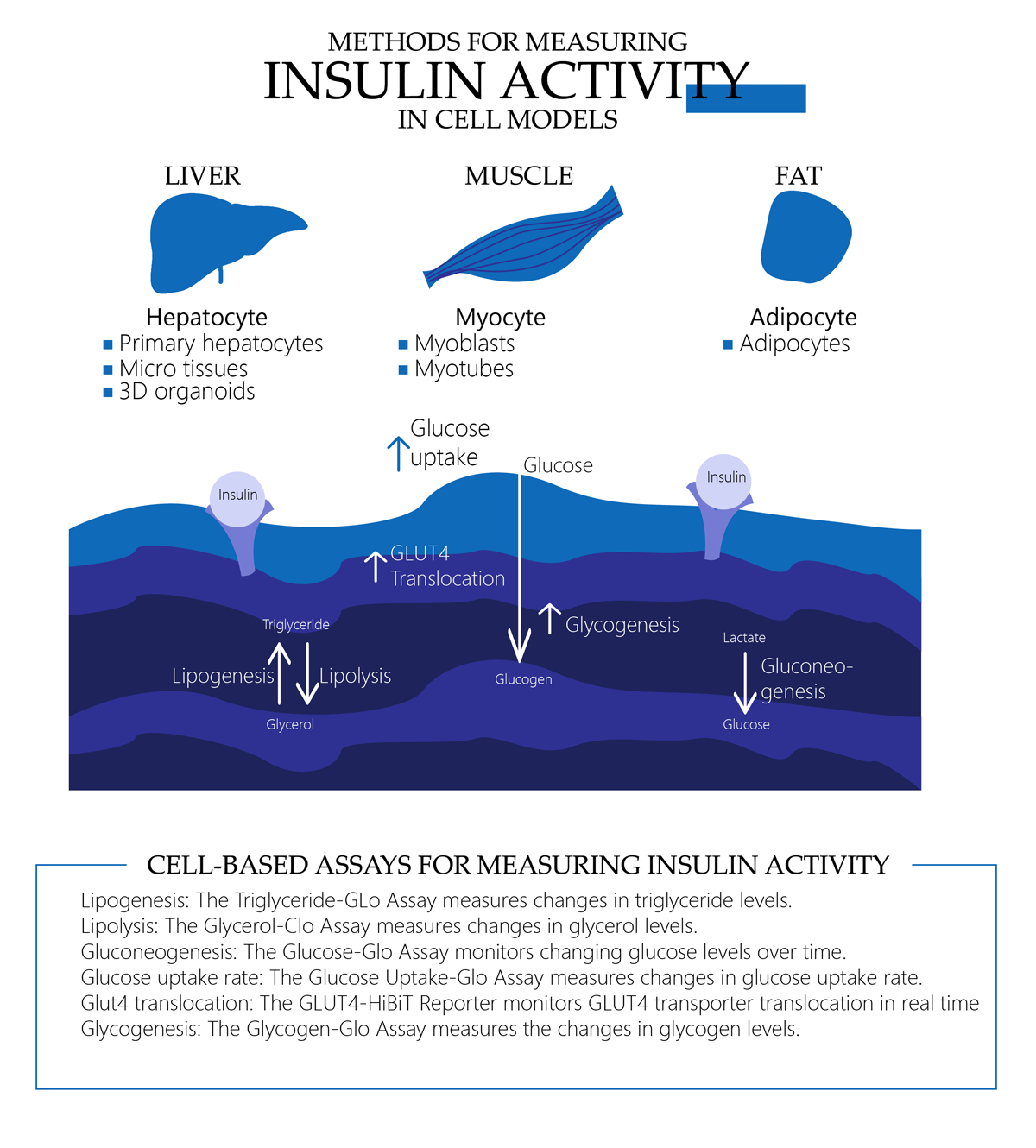 Methods for measuring insulin activity