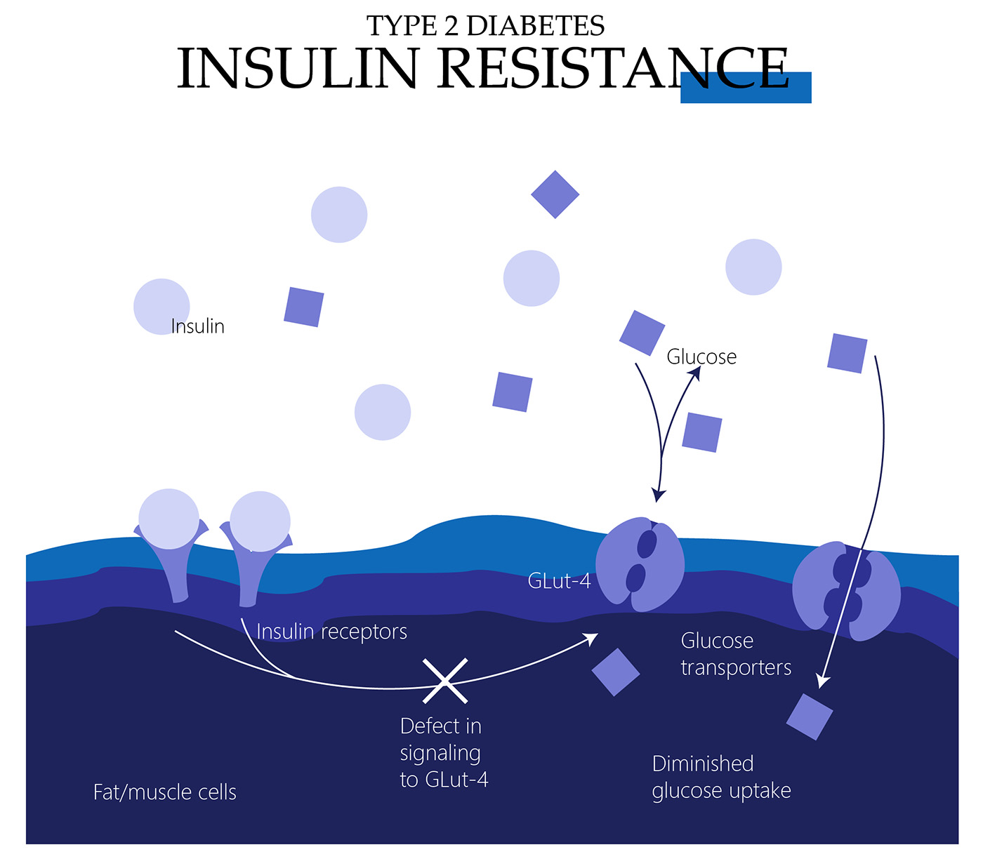 Type 2 diabetes insulin resistance Type 2 diabetes insulin resistance