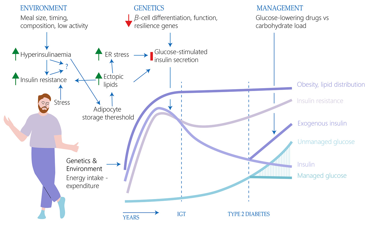 The Stages Of Progression Of Type 2 Diabetes The Stages Of Progression Of Type 2 Diabetes