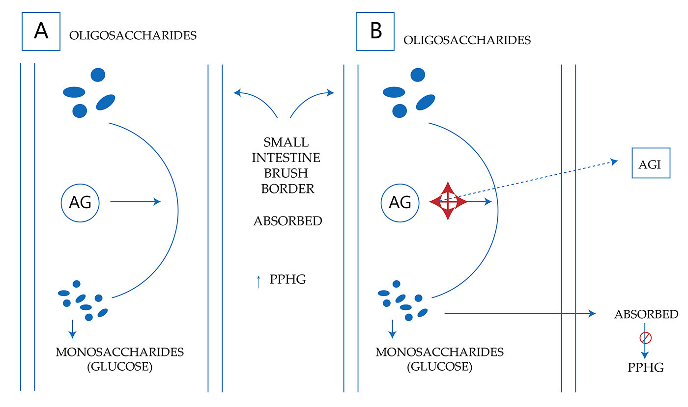 Oligosaccharides Oligosaccharides