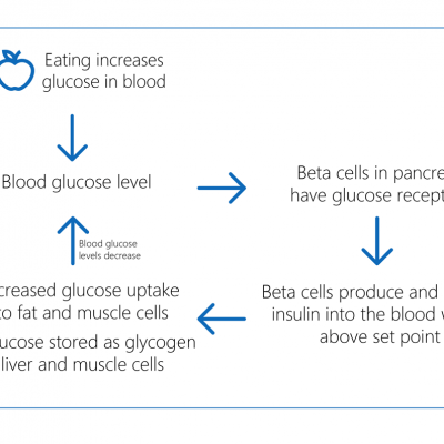 How glucose levels are sensed in the body