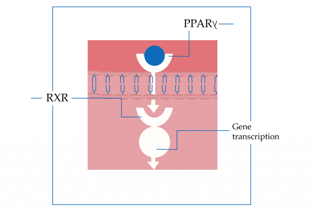 Pioglitazone scheme