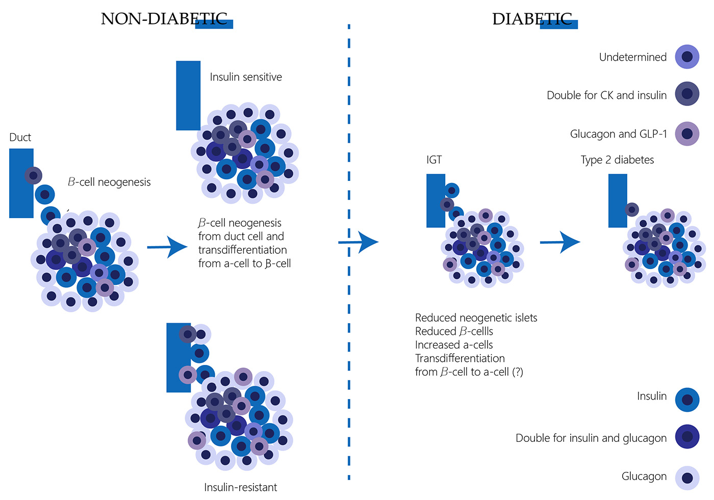 Remodeling in insulin resistant subjects and type 2 diabetes