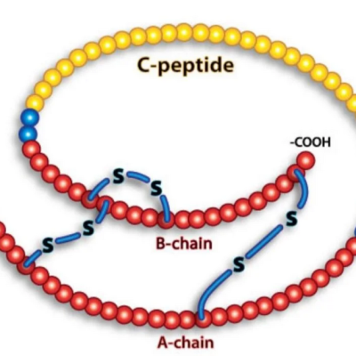 c-peptide